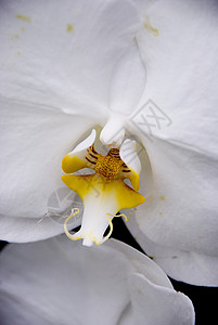 皇家王花瓣植物生态美丽热带宏观白色黄色兰花背景图片