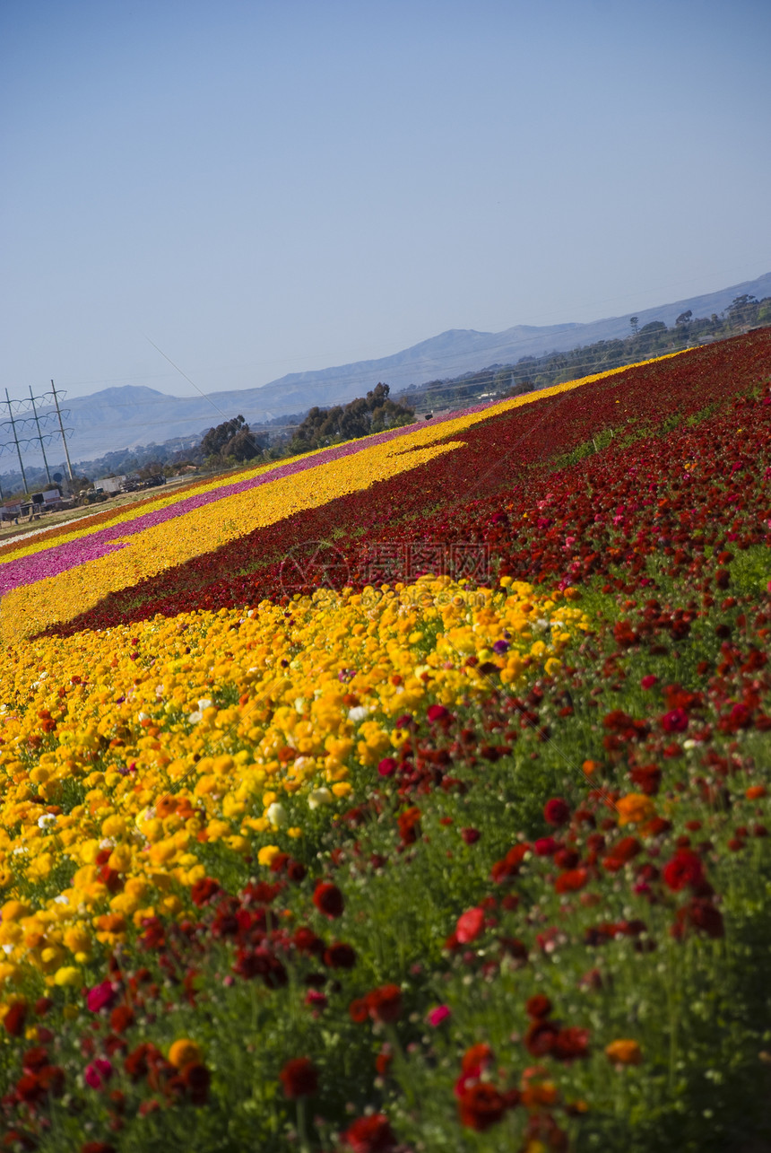 鲜花田农场植物场地天空花朵蓝色黄色绿色异国花园图片