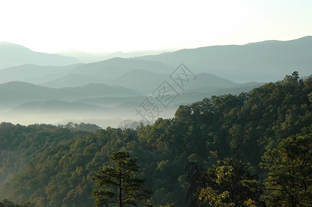 山林树顶背景图片