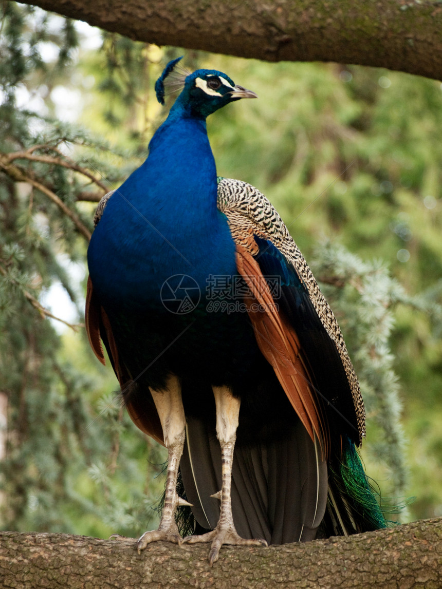 美丽的蓝孔雀羽毛蓝色动物尾巴野生动物荒野男性图片