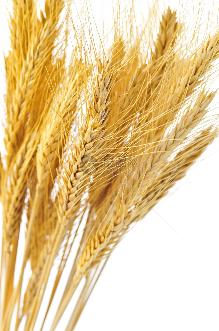 孤立小麦耳朵干草稻草食物面包农业纤维生长大麦粮食白色图片