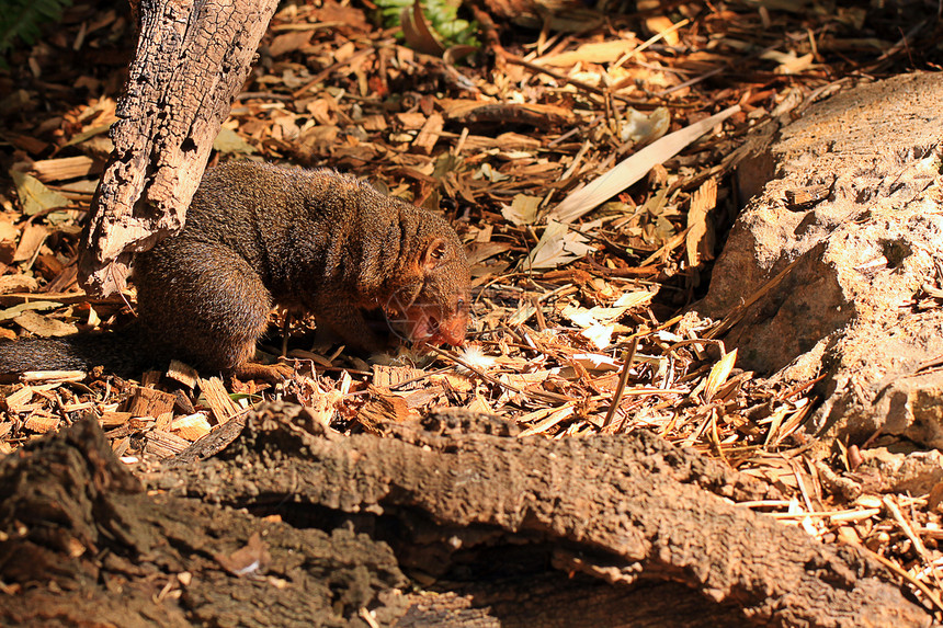 侏儒獴吃一只白老鼠图片