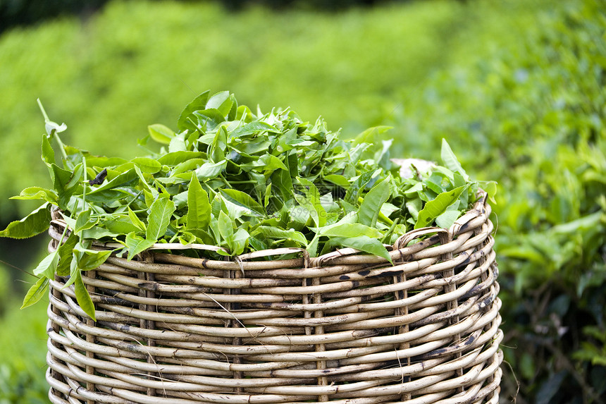 茶叶菜篮子工具工作绿色柳条草本树叶篮子乡村草药种植园图片