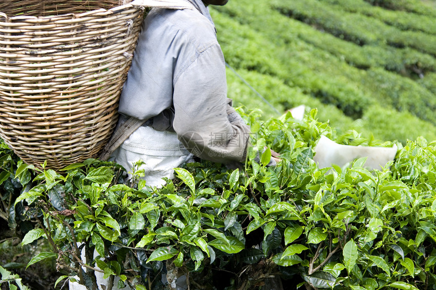 工人收获茶叶假期就业叶子树叶刀具篮子绿色种植生长园艺收成图片