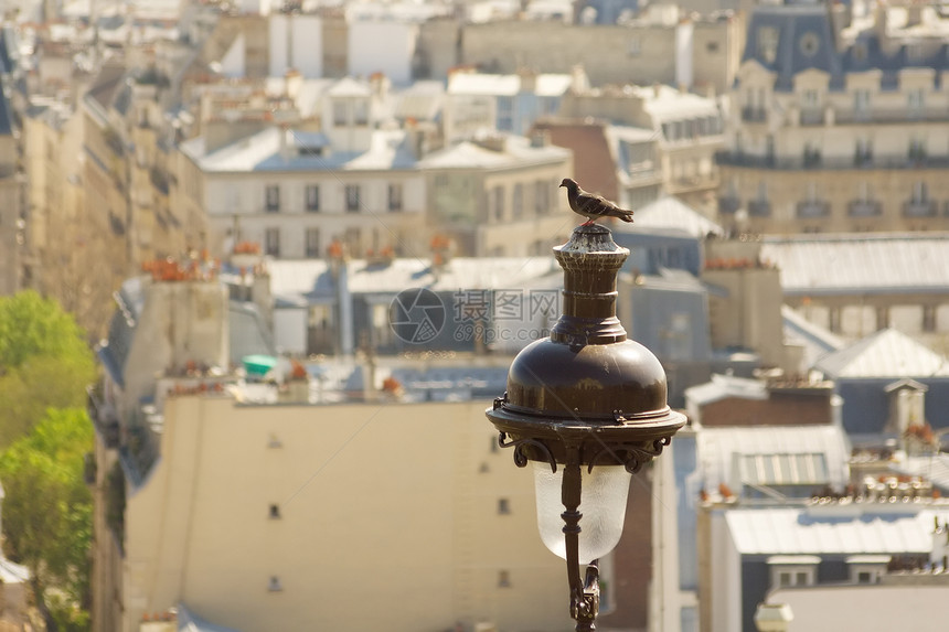 巴黎屋顶前的鸽子图片