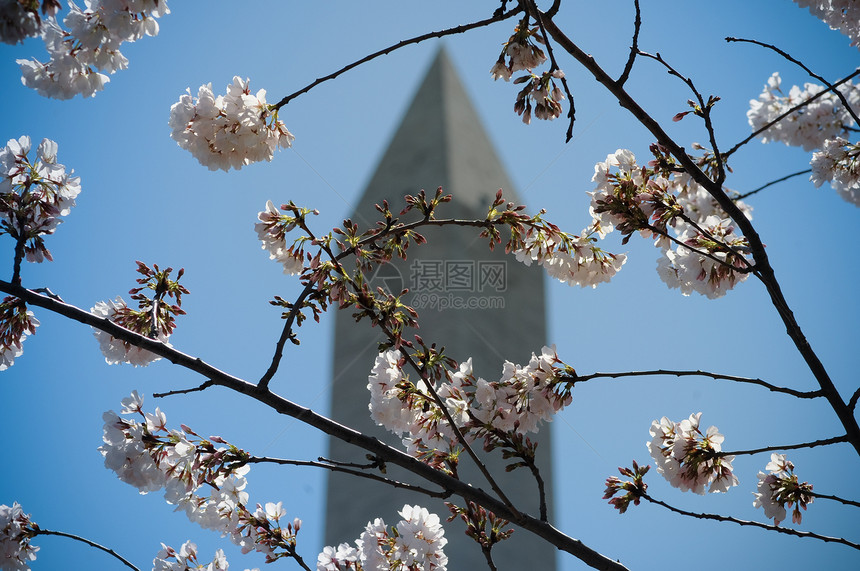 华盛顿古迹和樱桃花购物中心天空国家纪念碑旅行旅游粉色图片