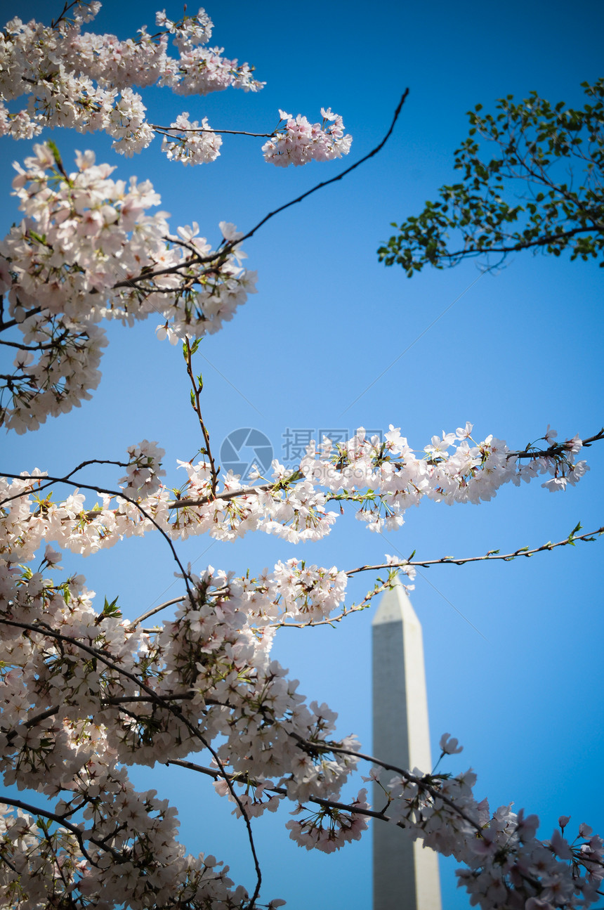 华盛顿古迹和樱桃花购物中心旅行天空纪念碑粉色旅游国家图片