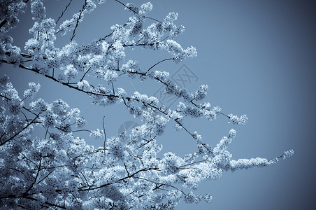 樱花天空文化季节花朵背景图片