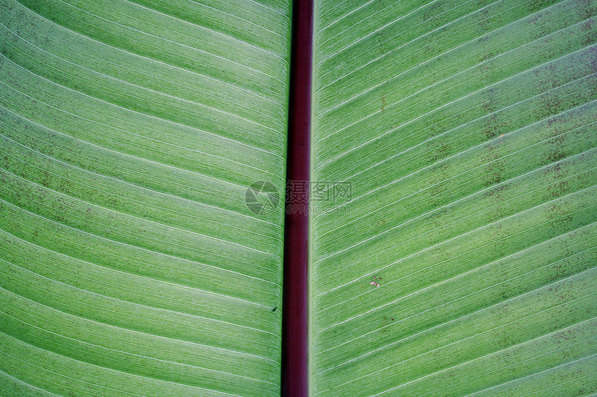 植物背景线条叶子绿色热带健康宏观工艺墙纸图片