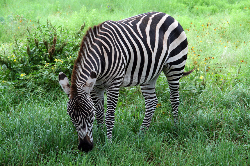 斑马大草原荒野哺乳动物动物园白色黑色野生动物动物条纹皮肤图片