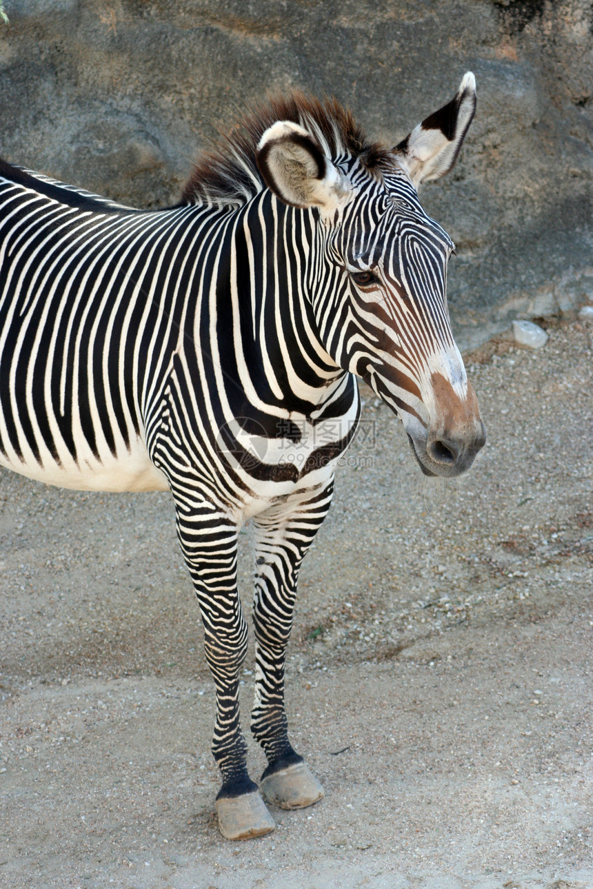 斑马动物园条纹荒野皮肤大草原野生动物哺乳动物公园丛林白色图片