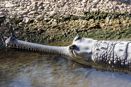鳄鱼危险沼泽爬虫休息野生动物食肉热带捕食者动物牙齿背景图片