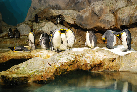 企鹅王国王白色团体池塘鸟类公园皇帝背景图片