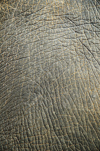 大象皮肤的抽象纹理背景图片