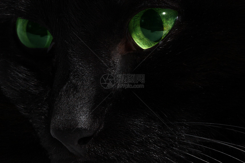 黑猫眼睛黑色宠物图片