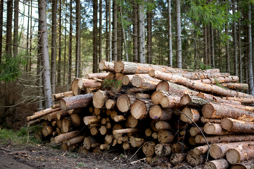 林业树木森林资源记录木材砍伐柴堆木头松树营林图片