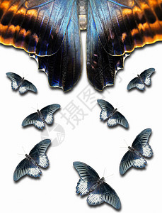蝴蝶昆虫野生动物白色蓝色飞行黄色黑色动物翅膀背景图片