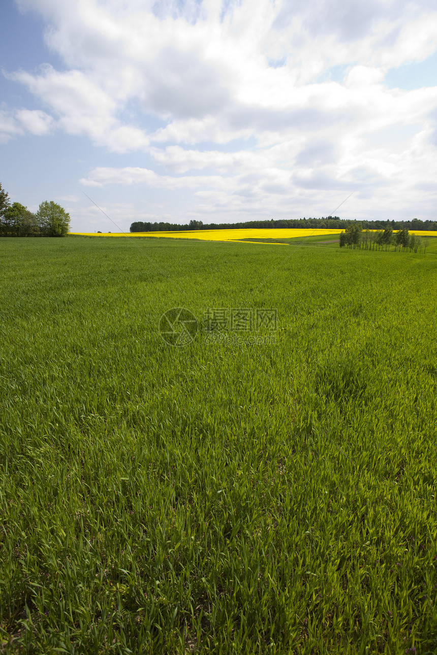 绿色谷物尚未做好收割的准备植物地平线风光玉米农业文化爆胎场景场地季节图片