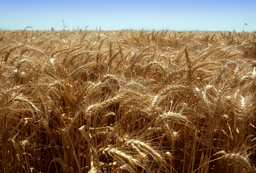 小麦的金田对蓝天图片