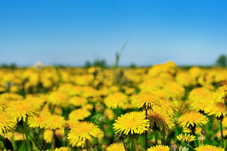 Bloom 燃烧黄色环境宏观植物乡村植物群花瓣花园阳光国家图片