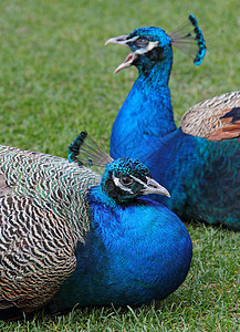 孔雀羽毛公鸡野生动物行为动物鸟类蓝色美丽的高清图片素材