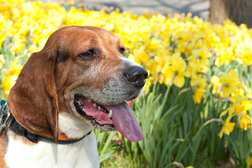 可爱的比格尔狗宠物时间男性猎犬动物衣领花朵哺乳动物耳朵小狗图片