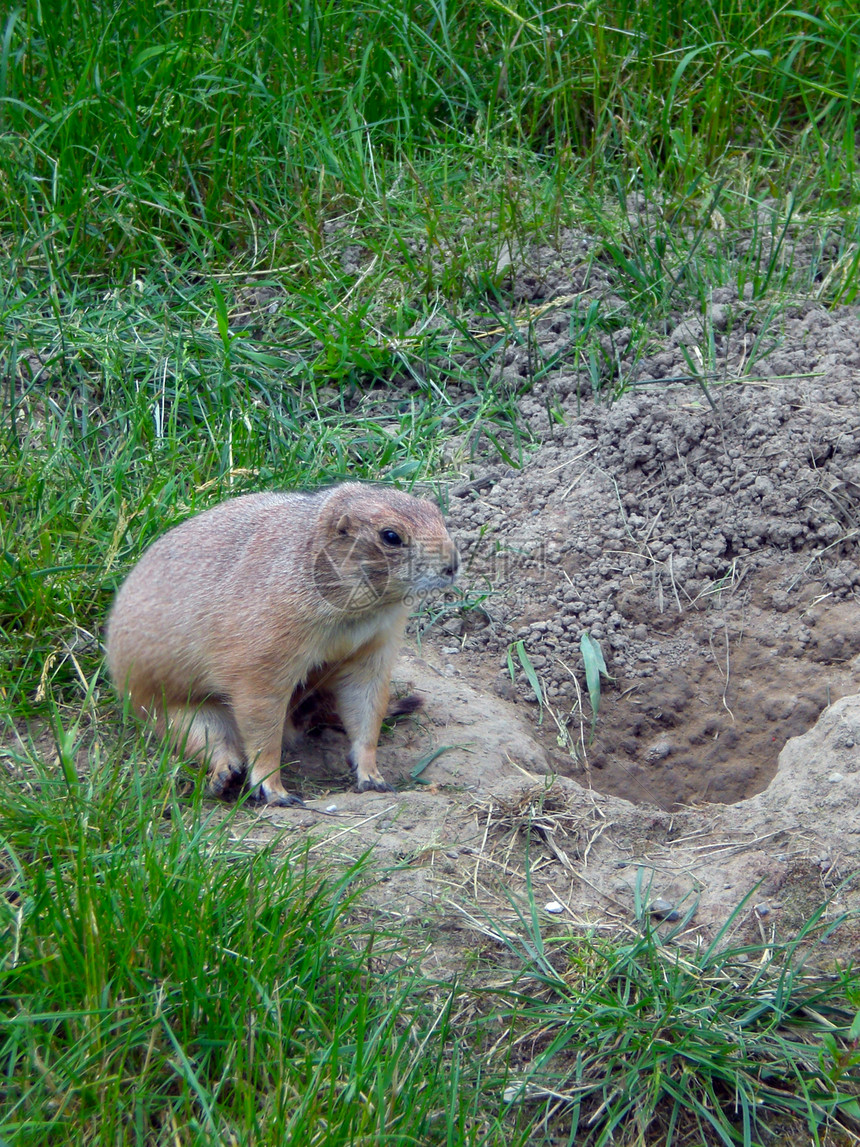 马莫特地面土拨鼠野生动物草原荒野棕色毛皮绿色土壤哺乳动物图片