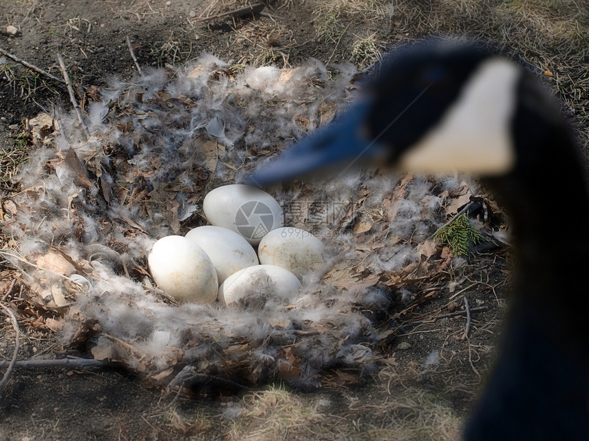 鹅蛋羽毛野生动物动物蛋壳鸟巢白色钱币水平圆形生活图片