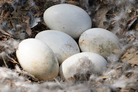 鹅蛋水平生活圆形野生动物鸟巢动物羽毛蛋壳白色高清图片