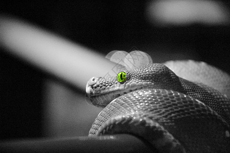 蛇眼毒液危险荒野异国蟒蛇爬虫情调捕食者颜色曲线背景图片
