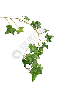 绿色常春藤衬套植物设计家庭元素叶子爬山虎生长园艺背景图片