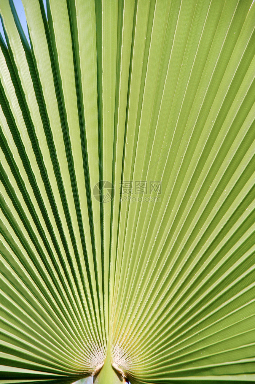 棕榈叶植物折叠线条蓝色棕榈艺术扇子绿色热带图片