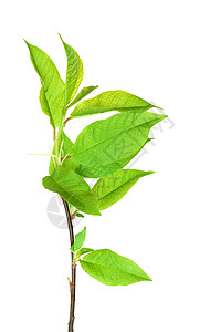 绿假植物叶脉绿色生长背景图片