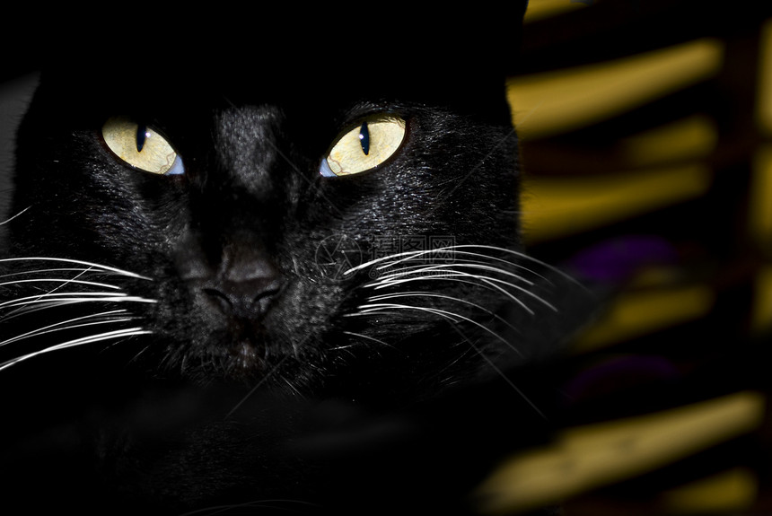 猫眼黑色胡须宠物橙子毛皮猫科动物小猫眼睛图片