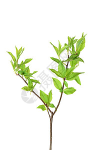 年轻树元素生长新生活设计绿色叶脉植物背景图片