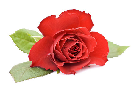 红玫瑰玫瑰花朵情怀礼物花园生日背景图片