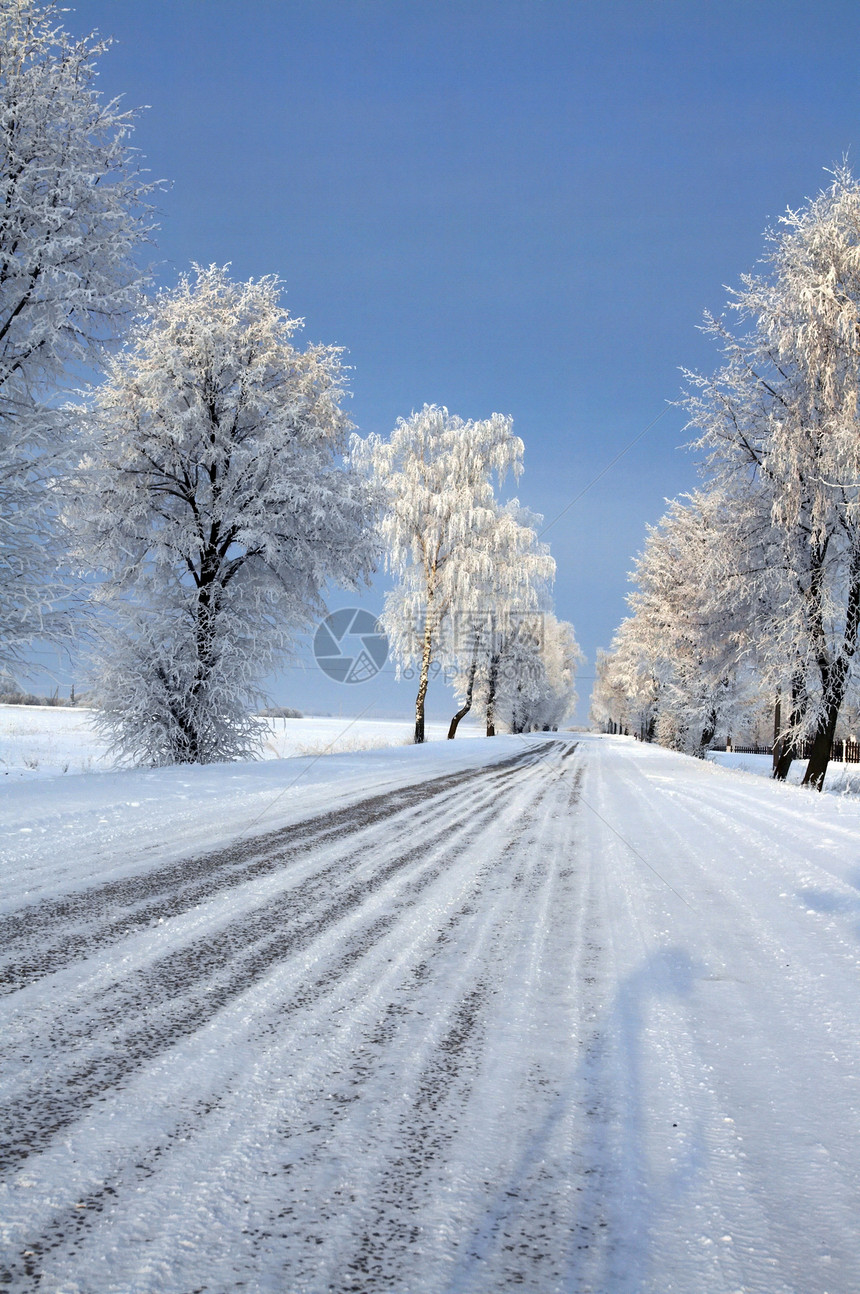 雪中道路中的积雪松树场景森林蓝色天空快乐白色图片