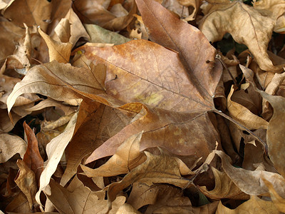 落叶棕色叶子树叶墙纸背景图片