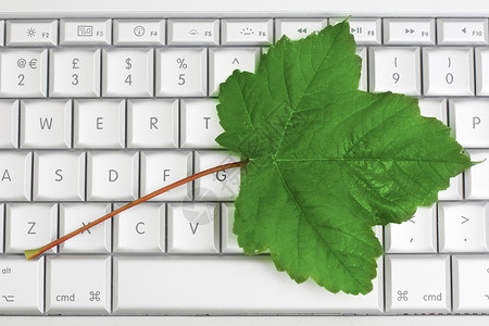 生态键盘笔记本绿色叶子电脑背景图片