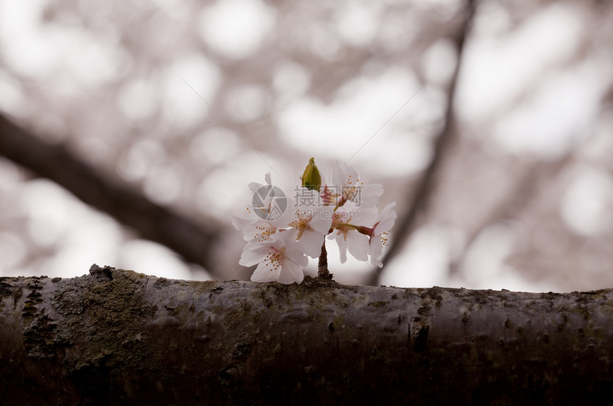 单樱花在树枝上蓝色国家枝条观光节日公园花朵旅行季节直流电图片