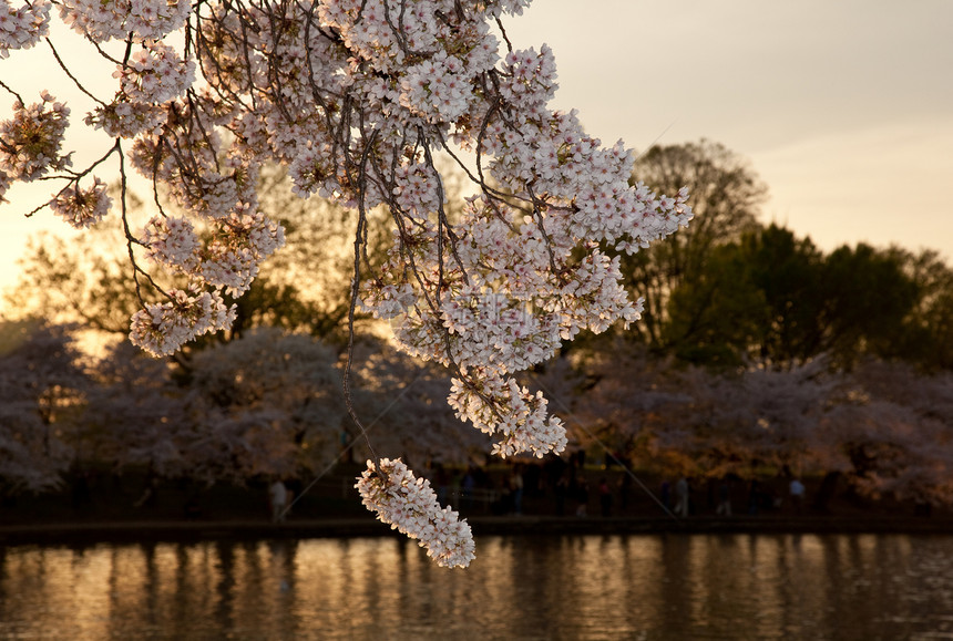 樱花在日落的夕阳下开花游客城市潮汐反射建筑学生长旅游时间观光国家图片