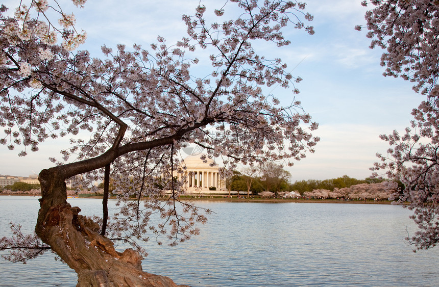 Jefferson 樱花之花后面的纪念城市季节节日花朵直流电纪念碑生长公园蓝色观光图片