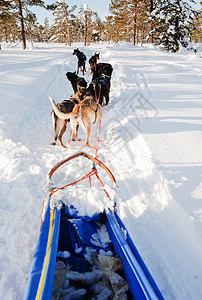 拉雪橇的狗狗雪车队季节驾驶犬类团队森林冒险运动跑步雪橇工作背景