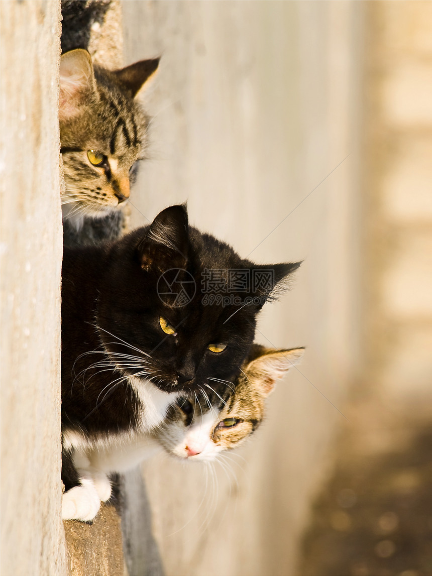 猫咪毛皮黑色荒野宠物小猫动物夫妻虎斑眼睛猫科动物图片