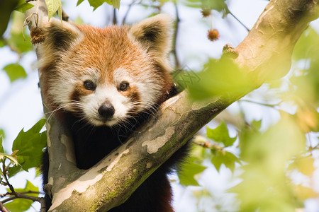 好奇的红熊猫大熊猫哺乳动物竹子动物园吉祥物火狐狐狸濒危富根野生动物不丹高清图片素材