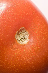 番茄盆栽豆类红色蔬菜香草背景图片