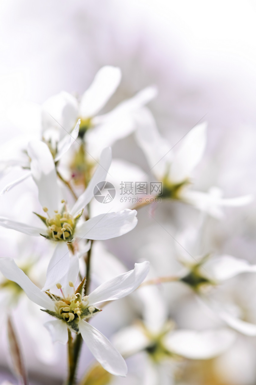 白色鲜花花花瓣发芽树叶生长灌木宏观柔软度生活分支机构叶子图片