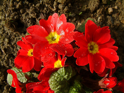 红棱柱春花寝具边框花园植物背景图片