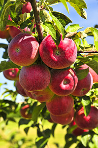 树上的苹果采摘植物绿色分支机构生长收成红色树木天空园艺背景图片