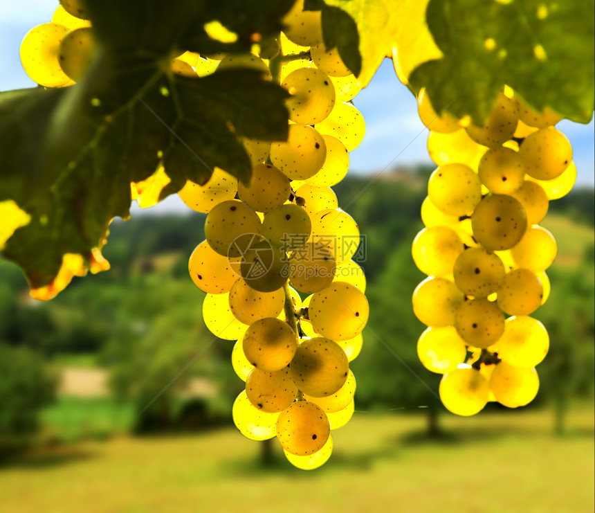 黄葡萄阳光收成水果场地生长树叶农业农村太阳藤蔓图片